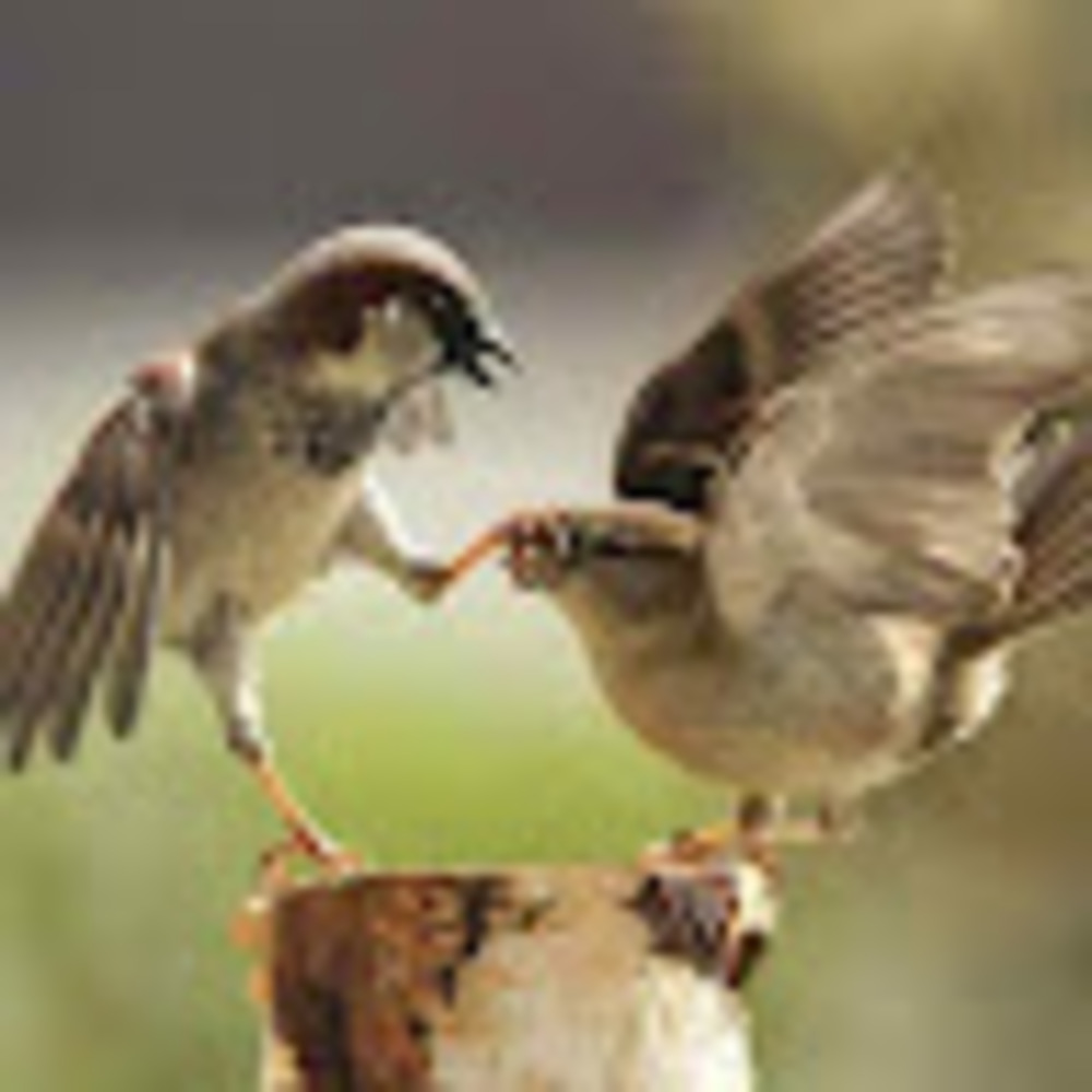 Meet your Posher, Veronica